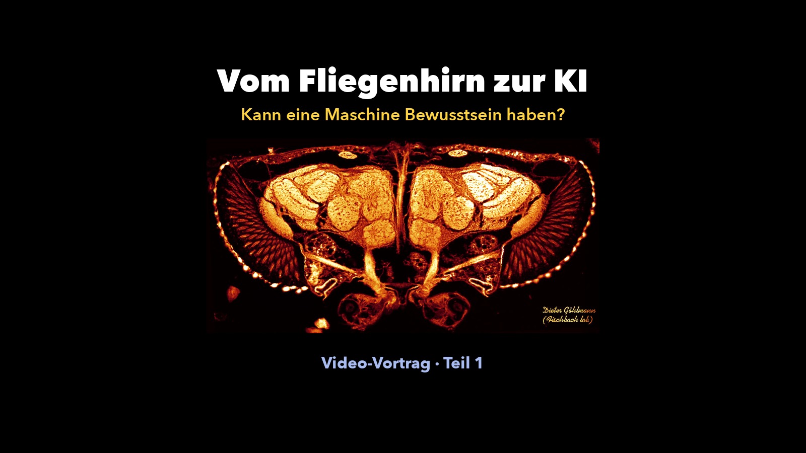 Schnitt durch das Gehirn der Taufliege, darüber der Titel Vom Fliegenhirn zur KI