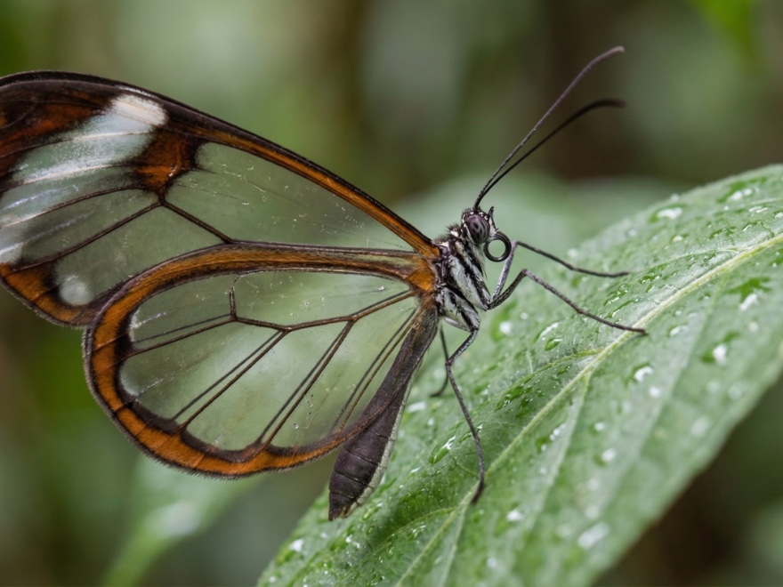 Schmetterling