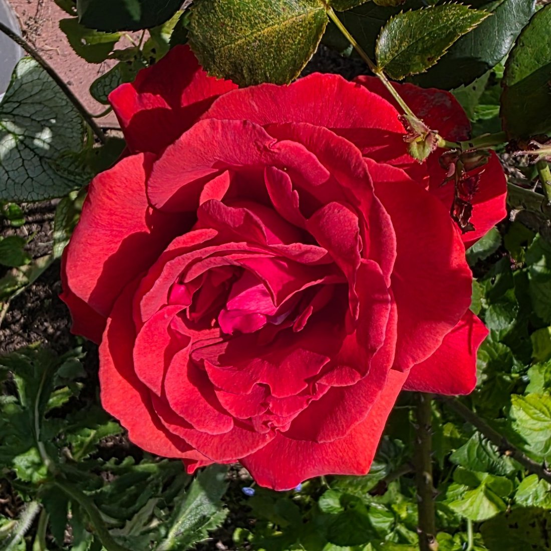 Muttis Rose